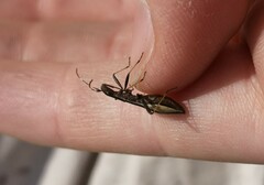 Micrelytra fossularum