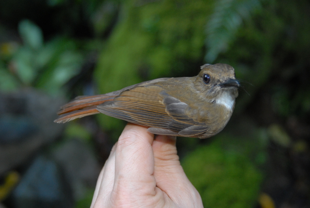 Negros Jungle Flycatcher (Vauriella albigularis) photo