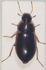 Helochares obscurus