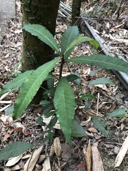 Ardisia cornudentata morrisonensis