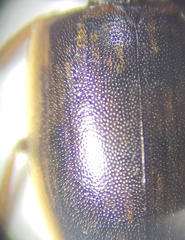Helochares obscurus