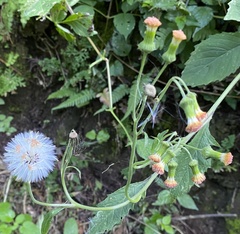 Crassocephalum crepidioides