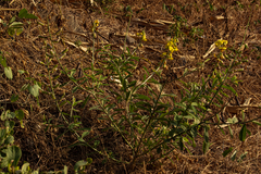 Crotalaria retusa