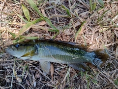 Crenicichla