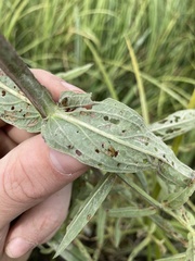 Galerucella calmariensis