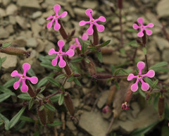 Saponaria calabrica