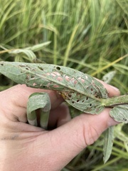 Galerucella calmariensis