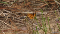 Pardopsis punctatissima