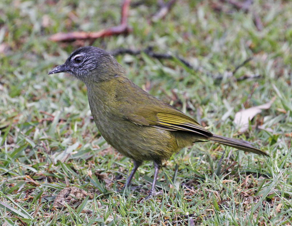 Stripe-cheeked Greenbul photo