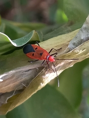 Dysdercus cingulatus