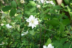 Rubus hirsutus