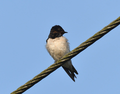 Hirundo