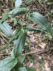 Smilax riparia