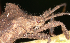 Acanthocoris