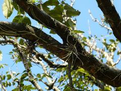Tillandsia schiedeana