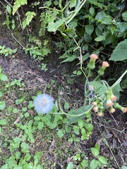 Crassocephalum crepidioides