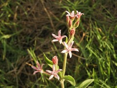 Oxypetalum solanoides