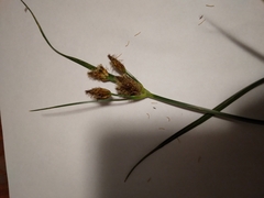 Bolboschoenus laticarpus