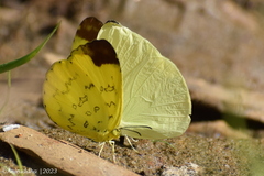 Eurema simulatrix