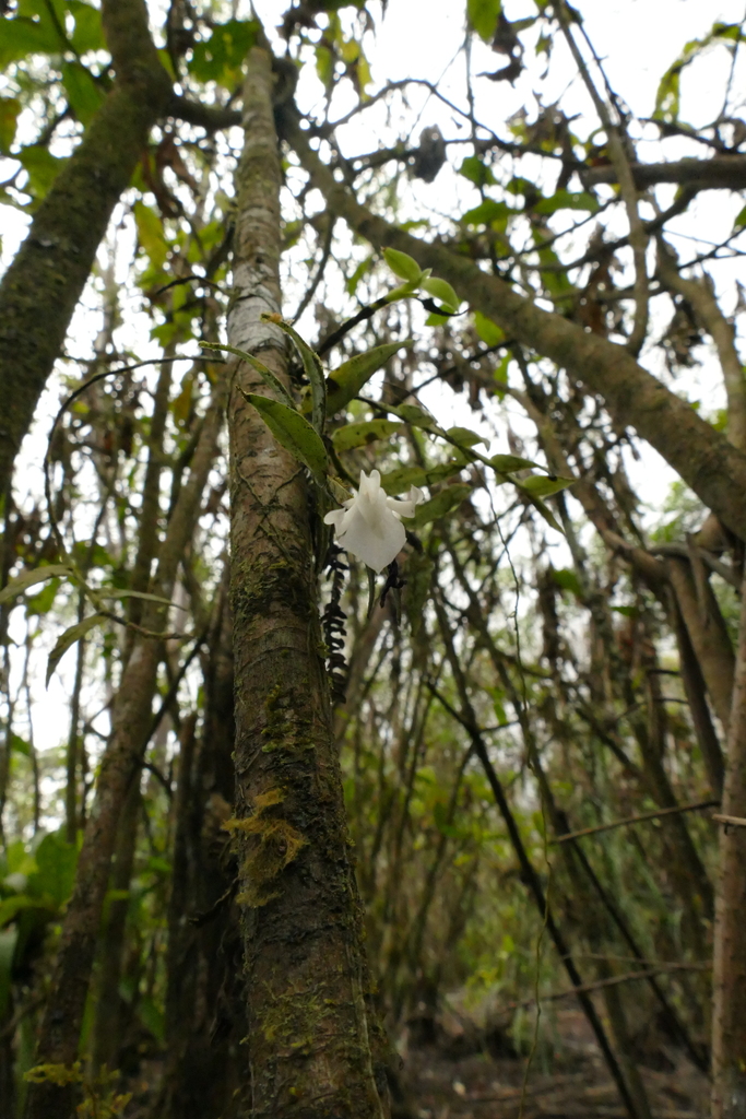 Epidendrum whittenii Hágsater & Dodson 2