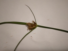 Bolboschoenus laticarpus