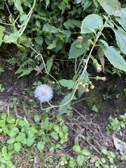 Crassocephalum crepidioides