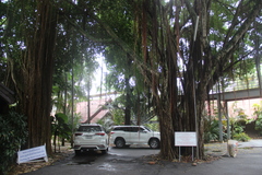 Ficus benghalensis