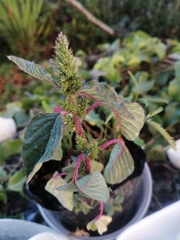 Amaranthus