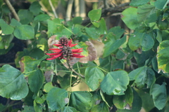 Erythrina americana