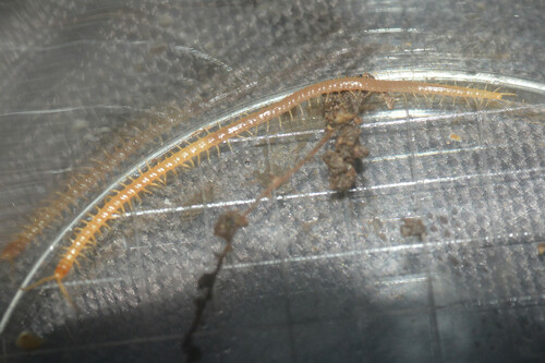 Geophilus insculptus