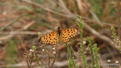Pardopsis punctatissima