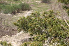 Juniperus oxycedrus