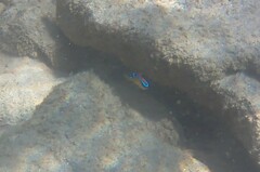 Chrysiptera brownriggii