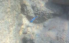 Chrysiptera brownriggii