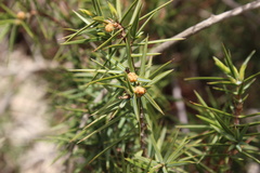 Juniperus oxycedrus