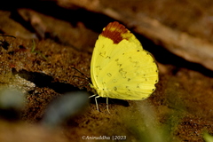 Eurema simulatrix
