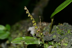 Pleurothallis divaricans