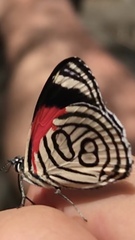 Diaethria candrena