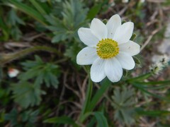 Anemonastrum