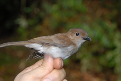 Pachycephala homeyeri