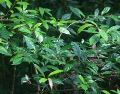 Cleidion spiciflorum