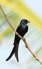 Black Drongo photo 2