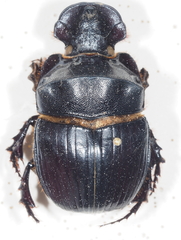 Catharsius platycerus