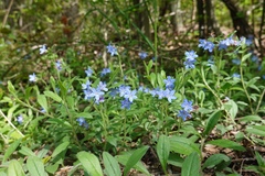 Aegonychon zollingeri