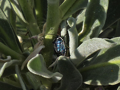 Canthophorus melanopterus