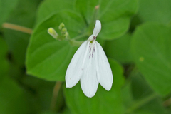 Rhinacanthus xerophilus