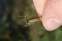 Platycnemis acutipennis