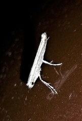 Epicephala acrobaphes