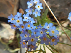 Myosotis