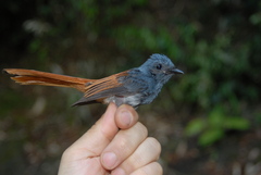 Rhipidura albiventris